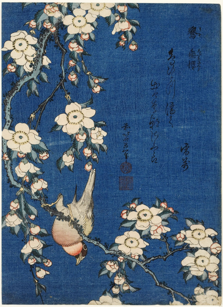 Katsushika Hokusai, Cardellino e ciliegio piangente, dalla serie Piccoli fiori, 1832 ca. - Honolulu Museum of Art