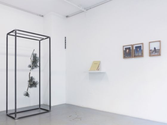 Luca Coclite – Superflora, principi di botanica senza radici – exhibition view at Nowhere Gallery, Milano 2016