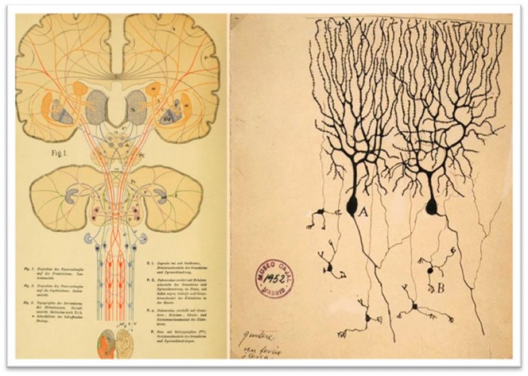 Sinistra. Tavola da Schema des Faserferlauves, im menschlichen Gehirn und Rüchenmark Von Prof. Dr. Chr. Aeby, Berna, 1884. Destra. Disegno di neuroni e collegamenti di Santiago Ramón y Cajal, 1952