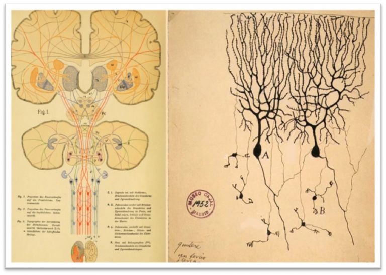 Sinistra. Tavola da Schema des Faserferlauves, im menschlichen Gehirn und Rüchenmark Von Prof. Dr. Chr. Aeby, Berna, 1884. Destra. Disegno di neuroni e collegamenti di Santiago Ramón y Cajal, 1952