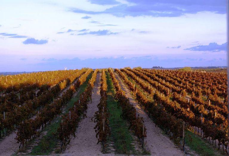 vigneti di Tenuta la Favola a Noto. jpg Arte e ecosostenibilità in Sicilia. A Noto i 16 finalisti delle residenze d’artista di Bridge Art