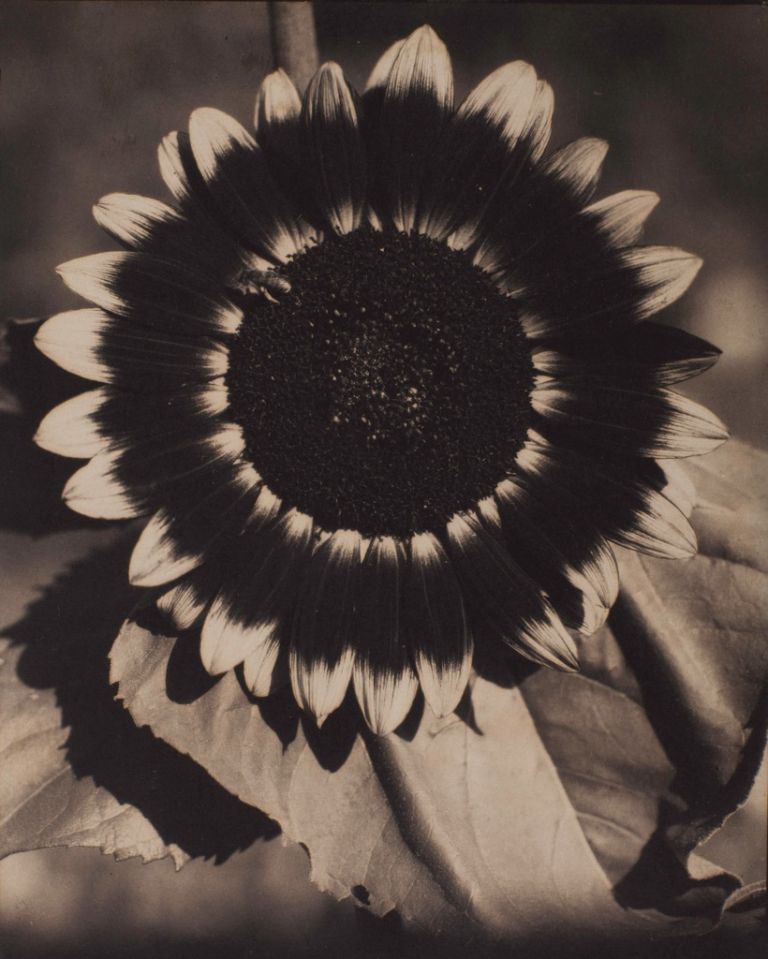 Edward Steichen, A Bee on a Sunflower, c. 1920. Brown-toned palladium print on paper, 241 x 197 mm. The Sir Elton John Photography Collection. Courtesy Tate, London