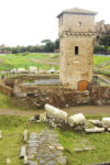 L’area archeologica del Circo Massimo (foto Alessandra Ciniglio)