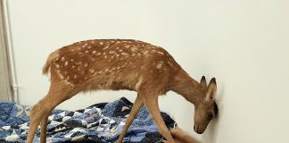 Maddalena Ambrosio, Untitled_taxidermie, 2010-16