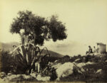 Robert Rive, Capri da Massa, 1860-1870, Stampa all’albumina, cm 19,5x25