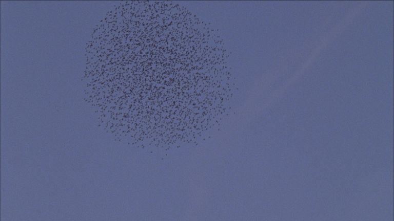 Armin Linke, Flocking, 2008, still da video. Courtesy of the artist