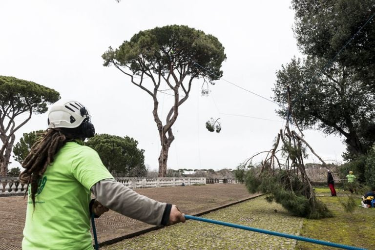 Potatura creativa a Villa Medici, Roma