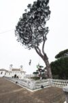 Potatura creativa a Villa Medici, Roma