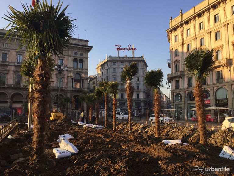 La palme in via di piantumazione a Piazza Duomo, Milano. ph urbanfile