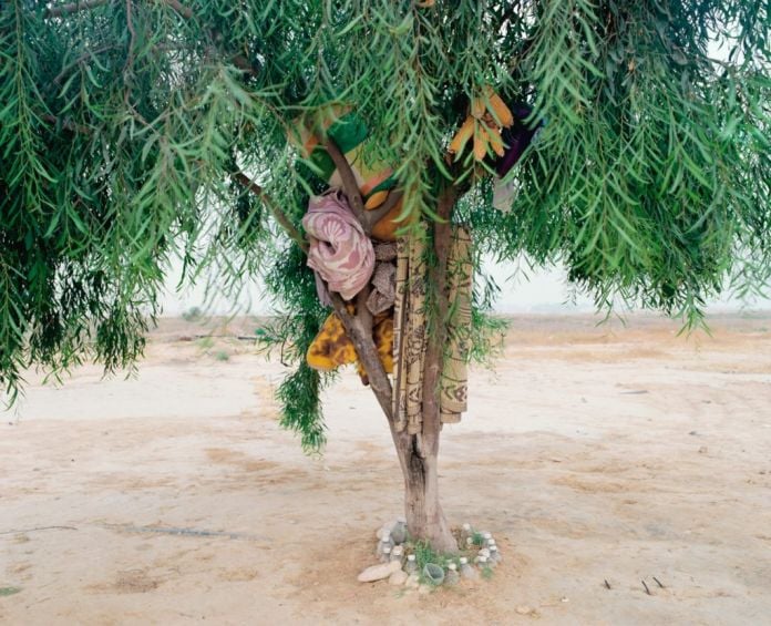 Ron Amir, Bisharah and Anwars Tree, 2015