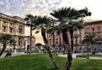 Palme in Piazza Cavour, a Roma