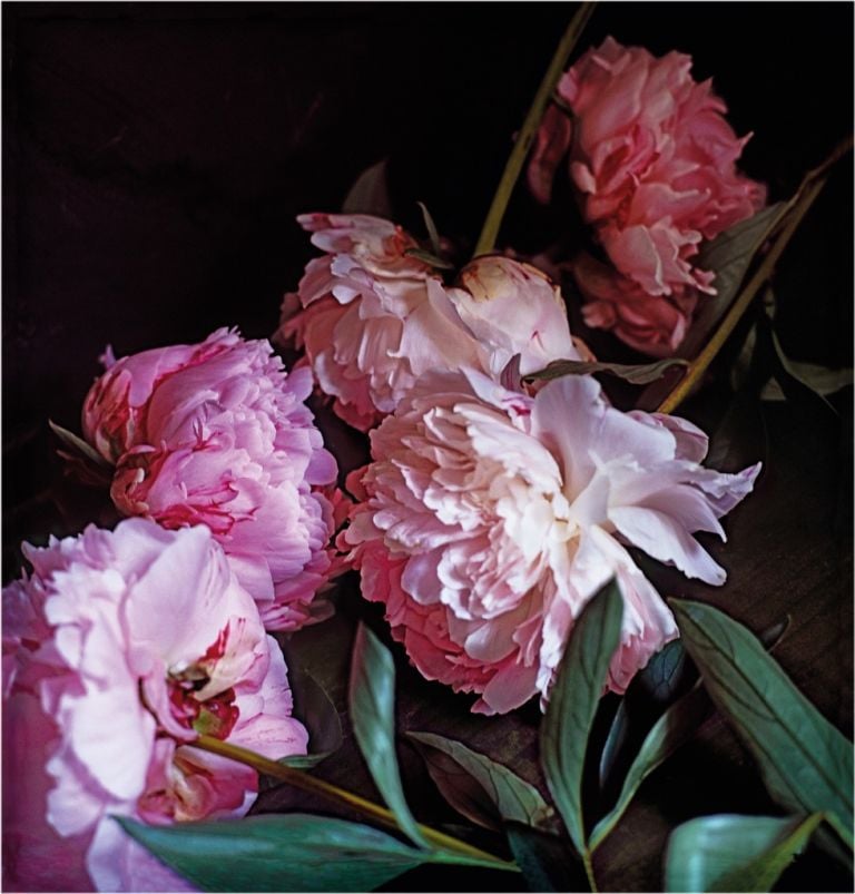 Craigie Horsfield, Five Peonies, 2013