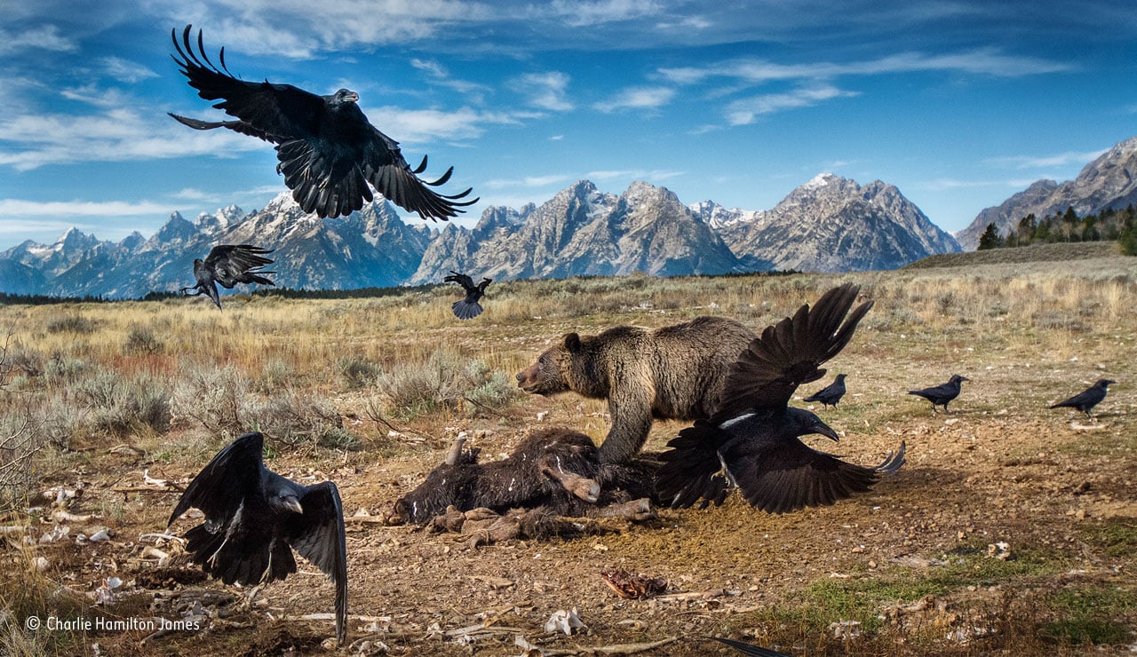 Charlie Hamilton James, Wild West stand-off. Wildlife Photographer of the Year 2016. Finalist, Mammals