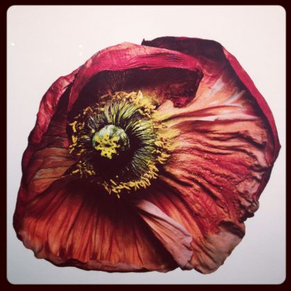 Flowers by Irving Penn