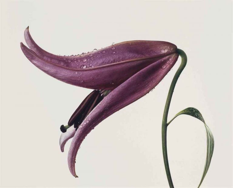 Irving Penn Lily Imperial Pink New York 1971 Irving Penn al Met di New York. Un geniale cantore della bellezza: corpi, volti e still life