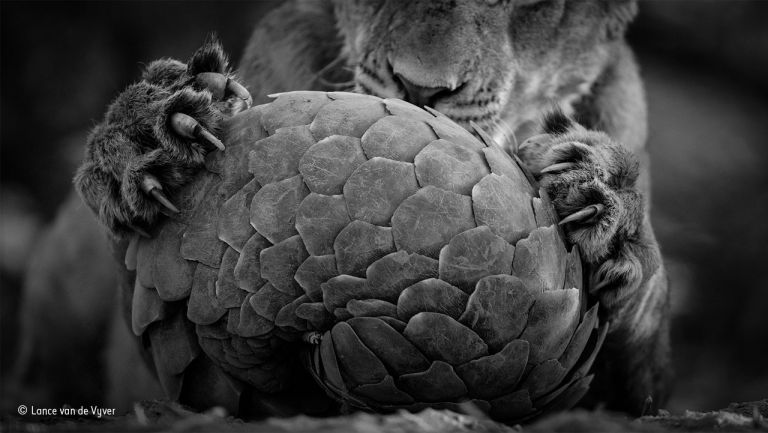 Lance van de Vyver, Playing pangolin. Wildlife Photographer of the Year 2016. Finalist, Black & White