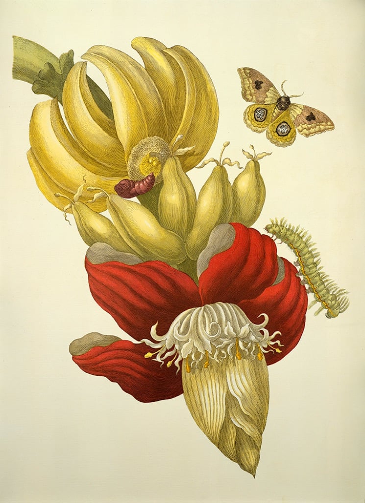 Maria Sibylla Merian, Fiore e frutti di banano, incisione, dalla Metamorphosis insectorum Surinamensium, Amsterdam 1705, © bpk / Staatsbibliothek zu Berlin / Ruth Schacht