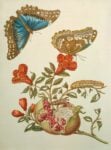 Maria Sibylla Merian, Melograno e farfalla, incisione, dalla Metamorphosis insectorum Surinamensium, Amsterdam 1705, © bpk / Staatsbibliothek zu Berlin / Ruth Schacht