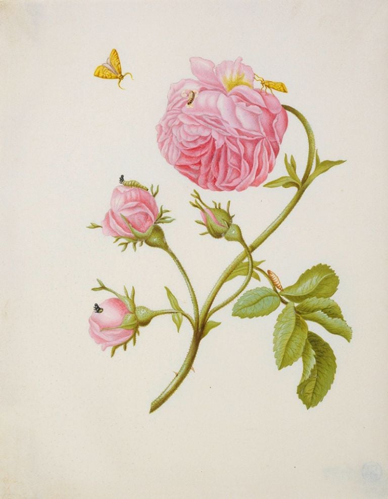 Maria Sibylla Merian, Rosa con falena, larva e crisalide, 1679, acquarello su pergamena, Städel Museum, Francoforte sul Meno, © Photo Städel Museum / U. Edelmann / ARTOTHEK