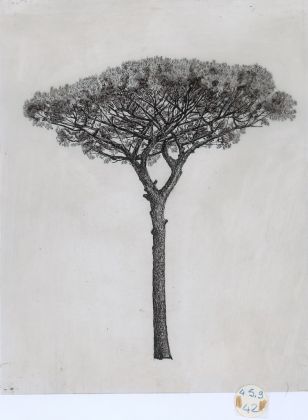 Pinus pinea, 1978-82. China su lucido. Courtesy Archivio Architetto Cesare Leonardi