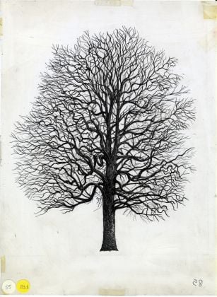 Quercus cerris (inverno), 1978–1982. China su lucido, 50 x 62 cm. Courtesy Archivio Architetto Cesare Leonardi