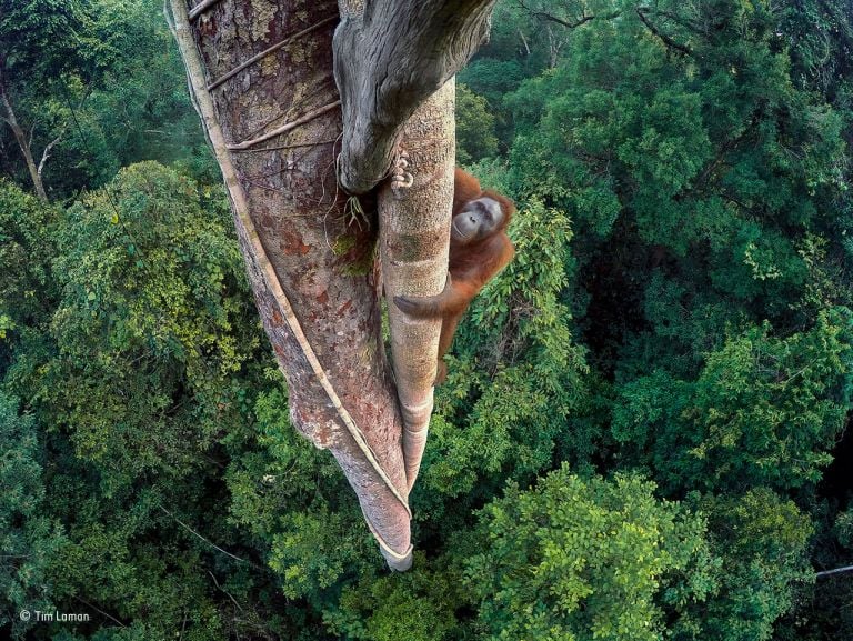 Tim Laman, Entwined lives. Wildlife Photographer of the Year 2016. Winner
