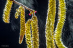 Valter Binotto, Wind composition. Wildlife Photographer of the Year 2016. Winner, Plants and Fungi