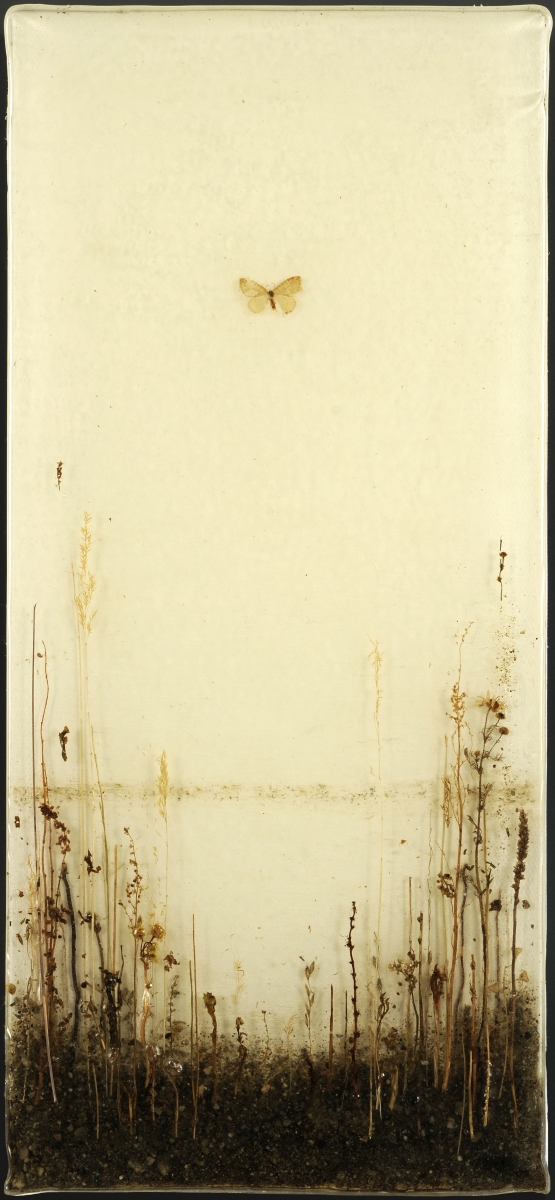 Enzo Fiore, Studio con farfalla, 2015 tecnica mista su tela (resina, terra, foglie, radici, insetti...)