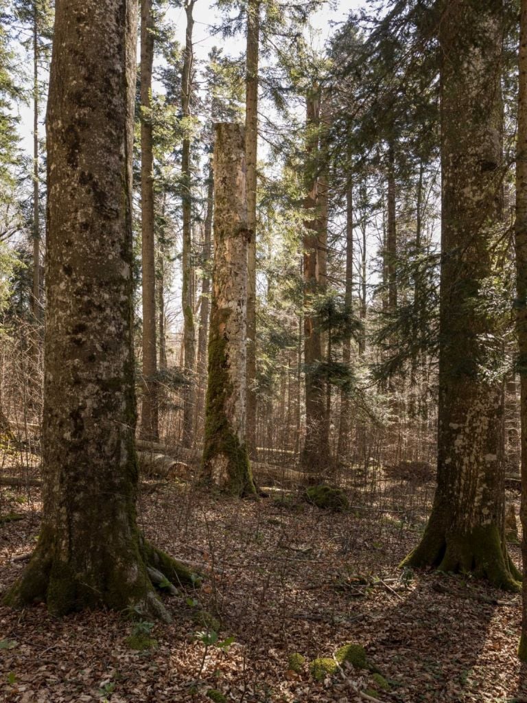 Occupying Woods, FARAWAY, SO CLOSE, BIO 25, photo: Delfino Sisto Legnani e Marco Cappelletti