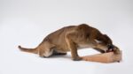 Photographic Study for Mountain Lion Attacking a Dog © Charles Ray. Photo Joshua White