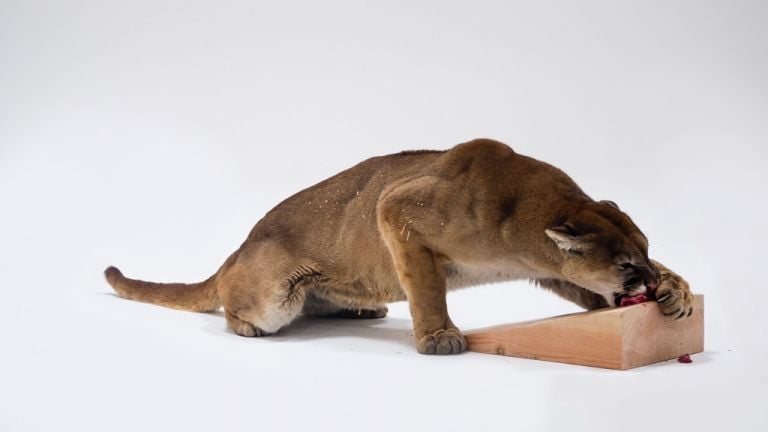 Photographic Study for Mountain Lion Attacking a Dog © Charles Ray. Photo Joshua White