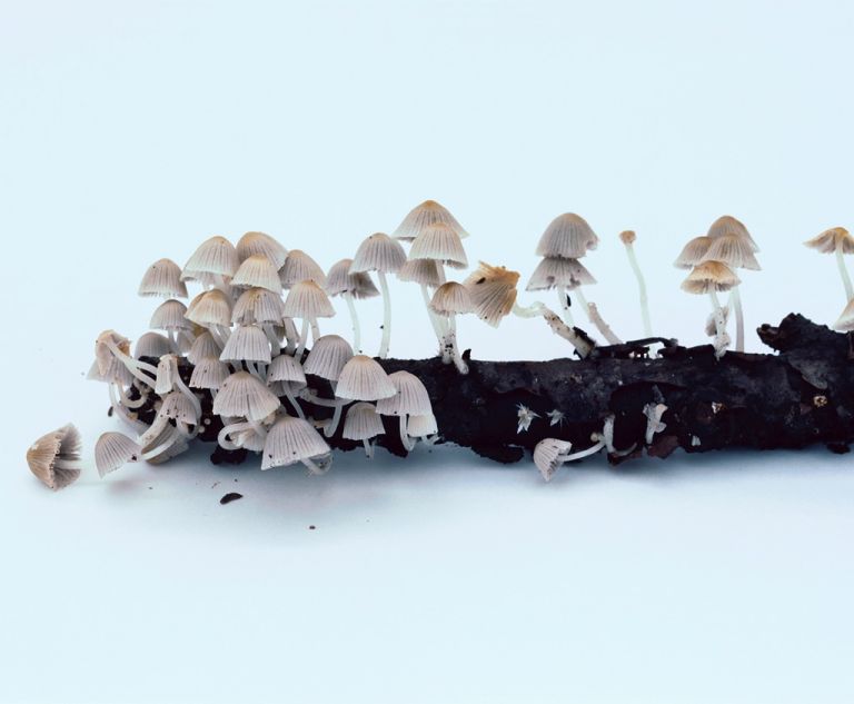 Takashi Homma, Mushroom from the forest #6, 2011 ©Takashi Homma, Courtesy Taro Nasu/Viasaterna