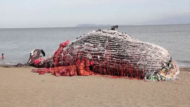 La scultura-balena di Greenpeace a Naic, Filippine