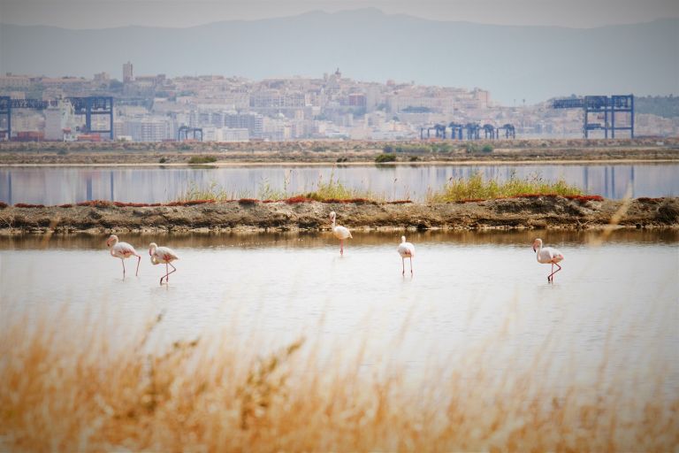 Saline Conti Vecchi Foto Manuela Meloni_2017 © FAI Fondo Ambiente Italiano