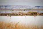 Saline Conti Vecchi Foto Manuela Meloni_2017 © FAI Fondo Ambiente Italiano