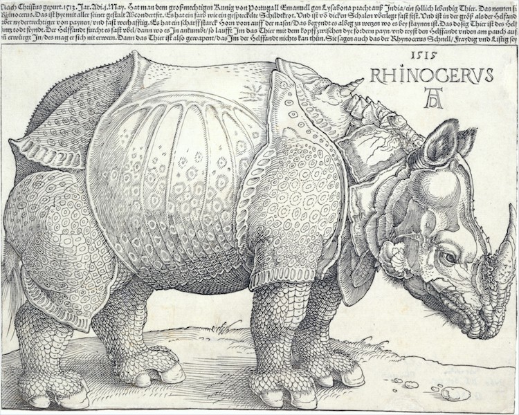Albrecht Dürer, Rinoceronte 1515