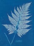 Anna Atkins, New Zealand, 1848-1859