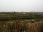 Camargue, photo Claudia Zanfi