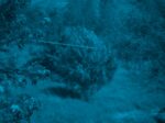 Catherine Wagner, Grizzana Landscape (blue), 2016