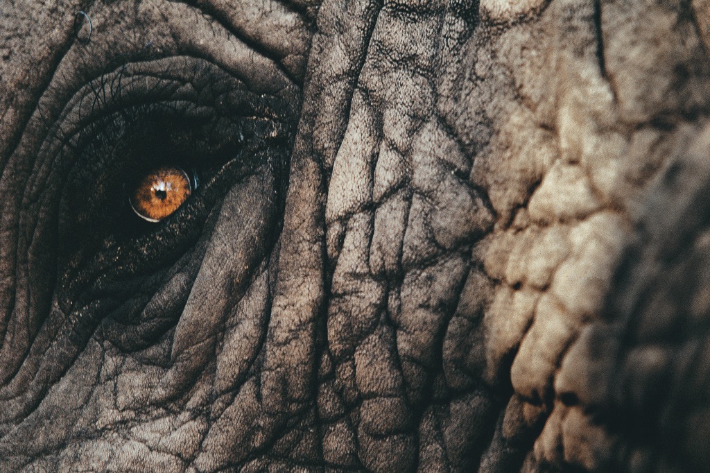 Florian Wagner, Close up vom Auge eines Elefantenbullen im Okavango Delta, 2006. Copyright Florian Wagner