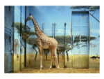 Candida Höfer, Zoologischer Garten Paris II (1997) © Candida Höfer, Bildrecht, 2017