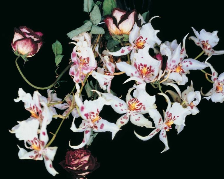 Nobuyoshi Araki, serie Flowers © Nobuyoshi Araki. Courtesy Fondazione Cassa di Risparmio di Modena