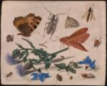 Jan van Kessel the Elder, Butterflies, Moths and Insects with Sprays of Creeping Thistle and Borage, 1654, Gift from the collection of Willem Baron van Dedem, 2017 © The National Gallery, London