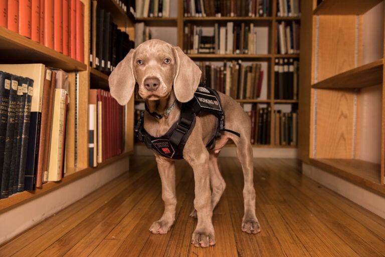 Riley the dog at the Museum of Fine Arts Boston