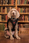 2. Riley the dog at the Museum of Fine Arts Boston Il Museum of Fine Arts di Boston assume un nuovo conservatore: è il cucciolo di Weimaraner Riley