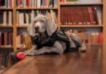 Riley the dog at the Museum of Fine Arts Boston