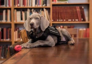 Il Museum of Fine Arts di Boston assume un nuovo conservatore: è il cucciolo di Weimaraner Riley