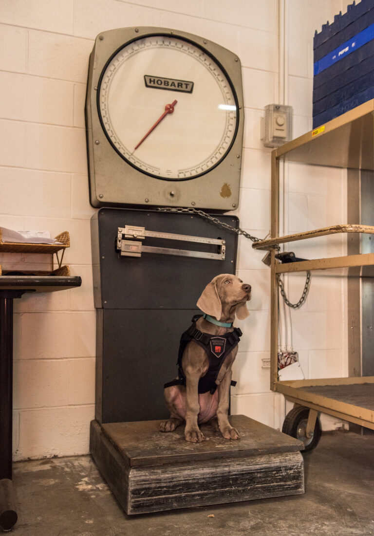 Riley the dog at the Museum of Fine Arts Boston