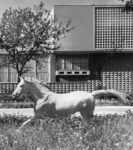 Carlo Mollino e Riccardo Moncalvo, La Società Ippica Torinese da corso Dante, fotomontaggio, 1941. Politecnico di Torino, sezione Archivi biblioteca Roberto Gabetti, Fondo Carlo Mollino