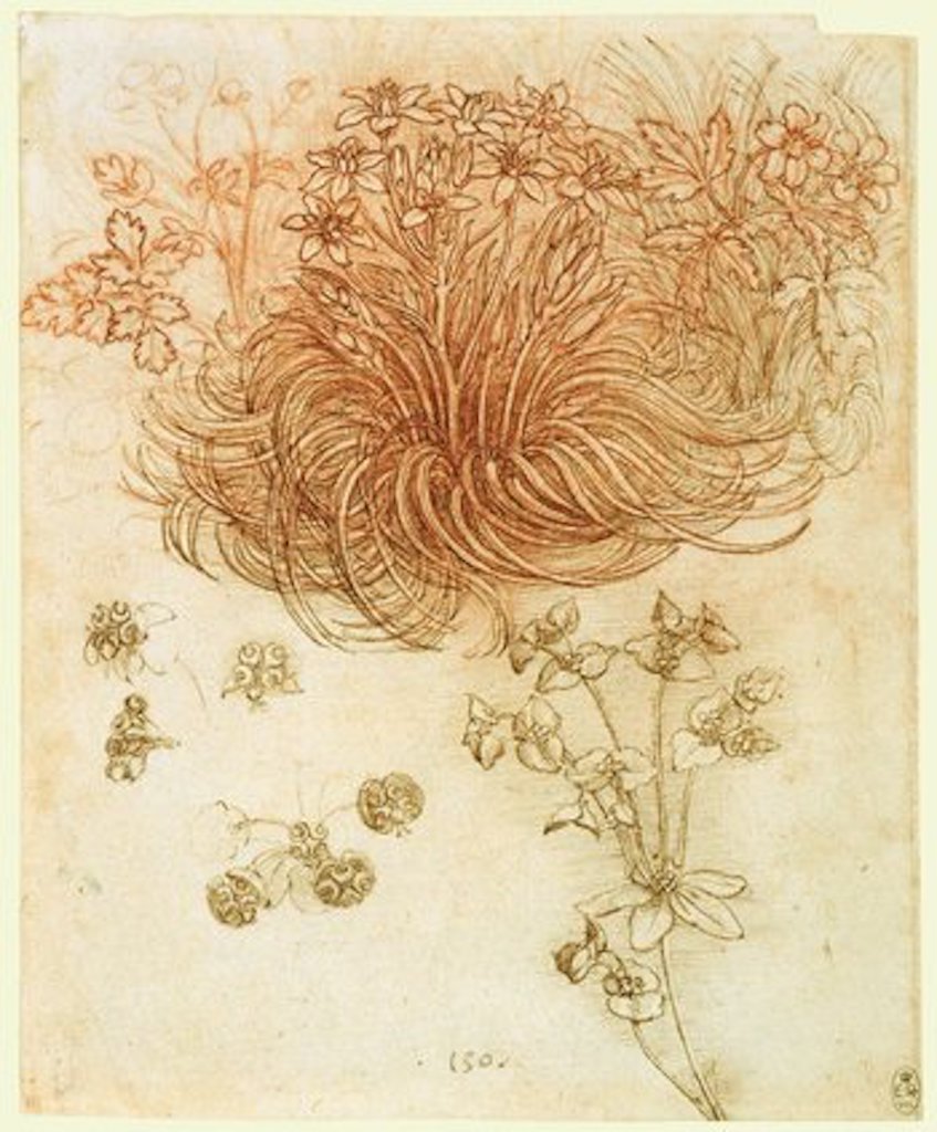 A star of Bethlehem and other plants, c.1506–12, red chalk, pen and ink